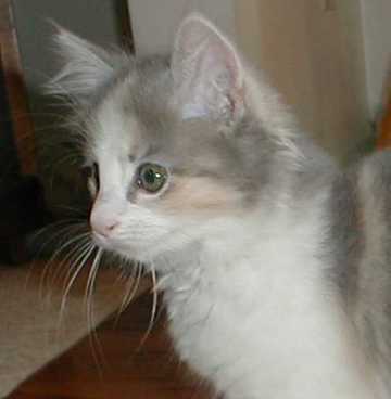 fuzzface.jpg (8247 bytes)