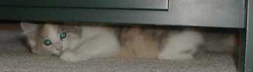 hiding.jpg (3078 bytes)