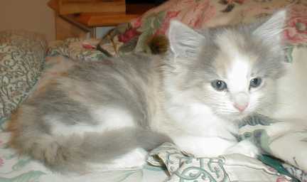 missy.jpg (10594 bytes)