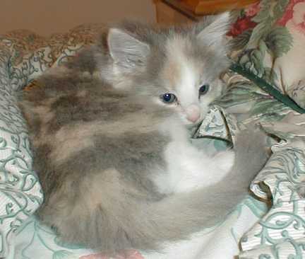 missy2.jpg (16588 bytes)